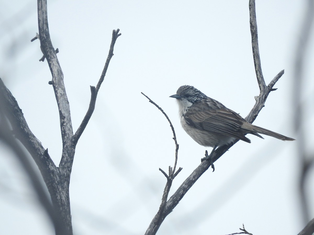 Striped Honeyeater - ML621428336