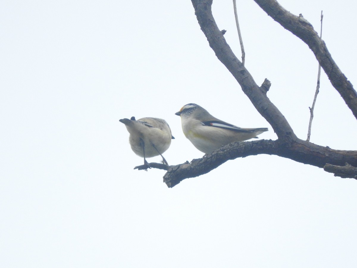 Striated Pardalote (Striated) - ML621428339