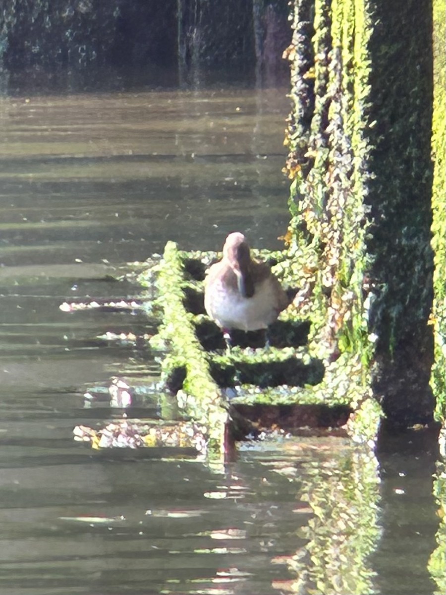 Greater Scaup - ML621428364