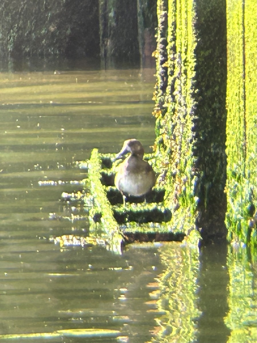 Greater Scaup - ML621428365