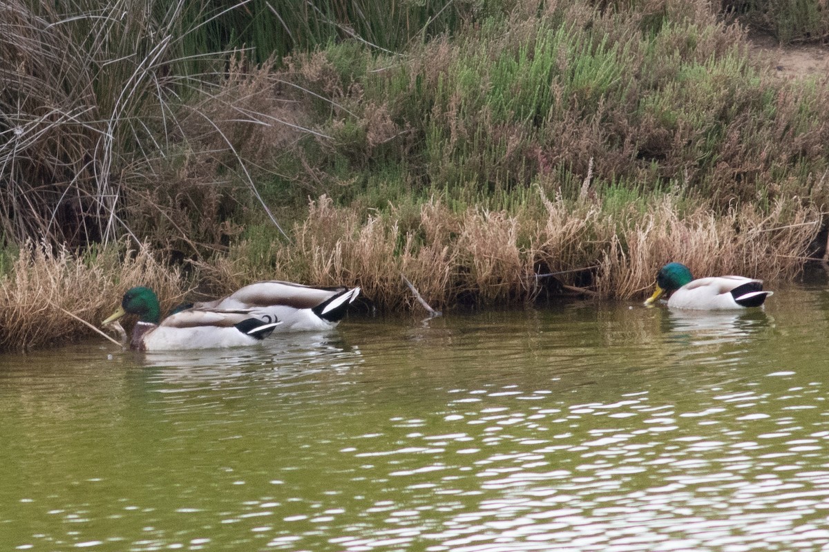 Canard colvert - ML621428408