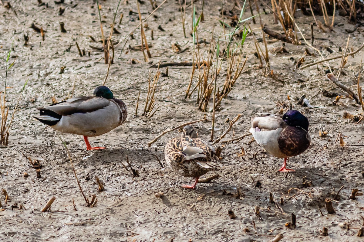 Canard colvert - ML621428410