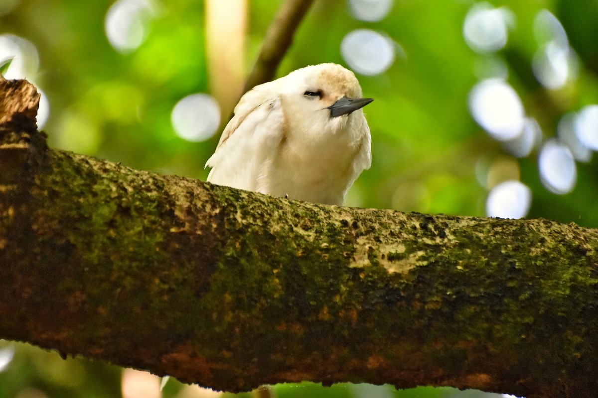 White Tern - ML621428424