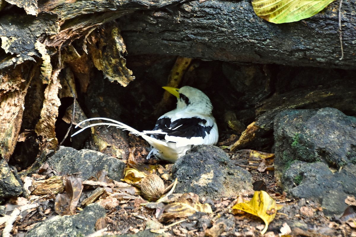 White-tailed Tropicbird - ML621428442