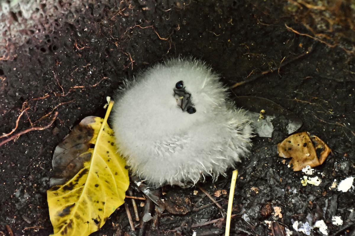 White-tailed Tropicbird - ML621428460