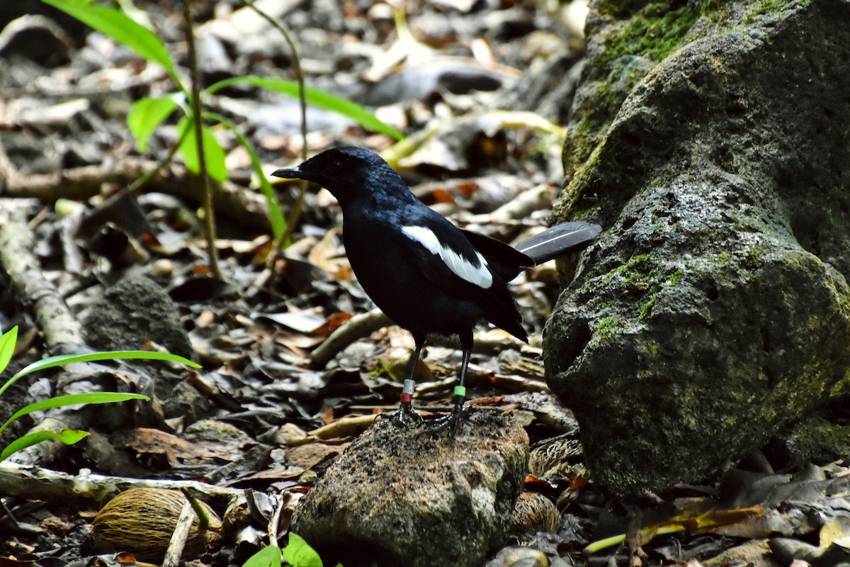 Seychelles Magpie-Robin - ML621428492