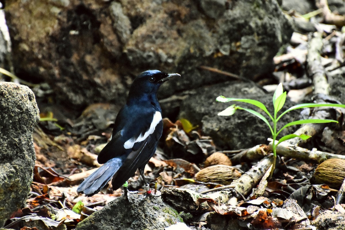 Seychelles Magpie-Robin - ML621428493