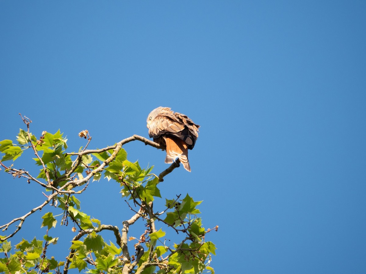 Red Kite - ML621428497
