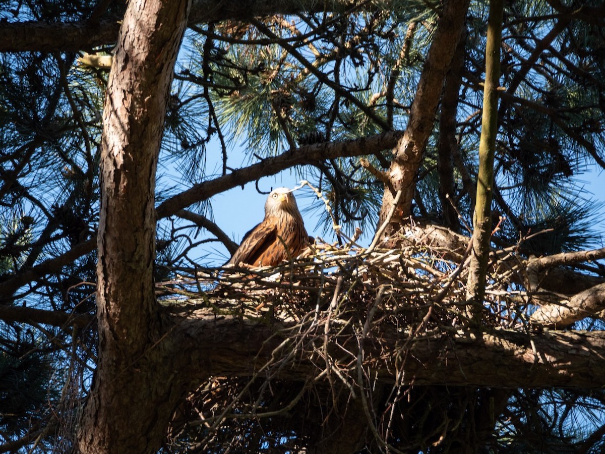 Red Kite - ML621428498