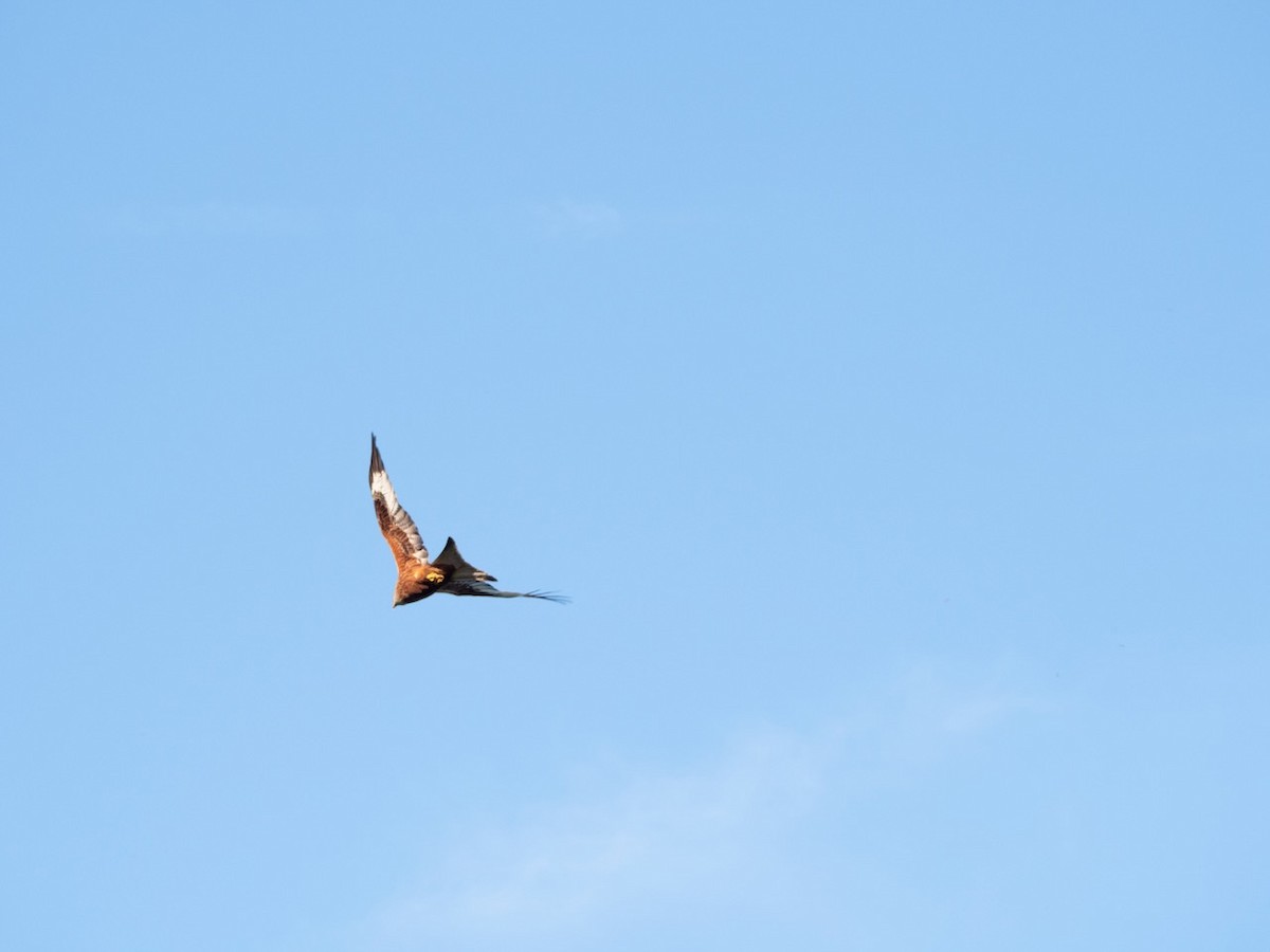 Red Kite - ML621428499