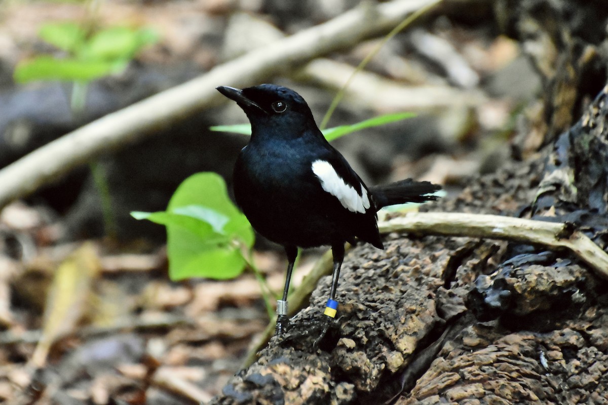 Seychelles Magpie-Robin - ML621428535