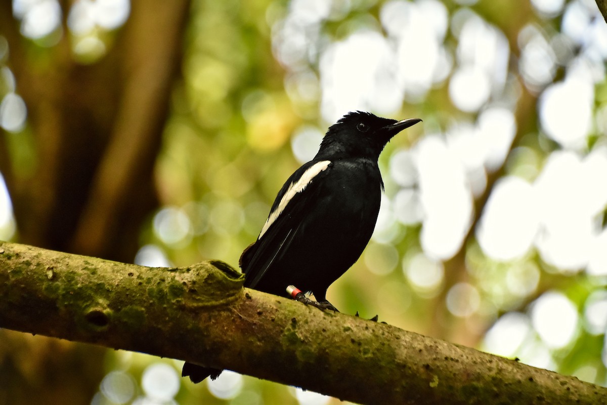 Seychelles Magpie-Robin - ML621428536