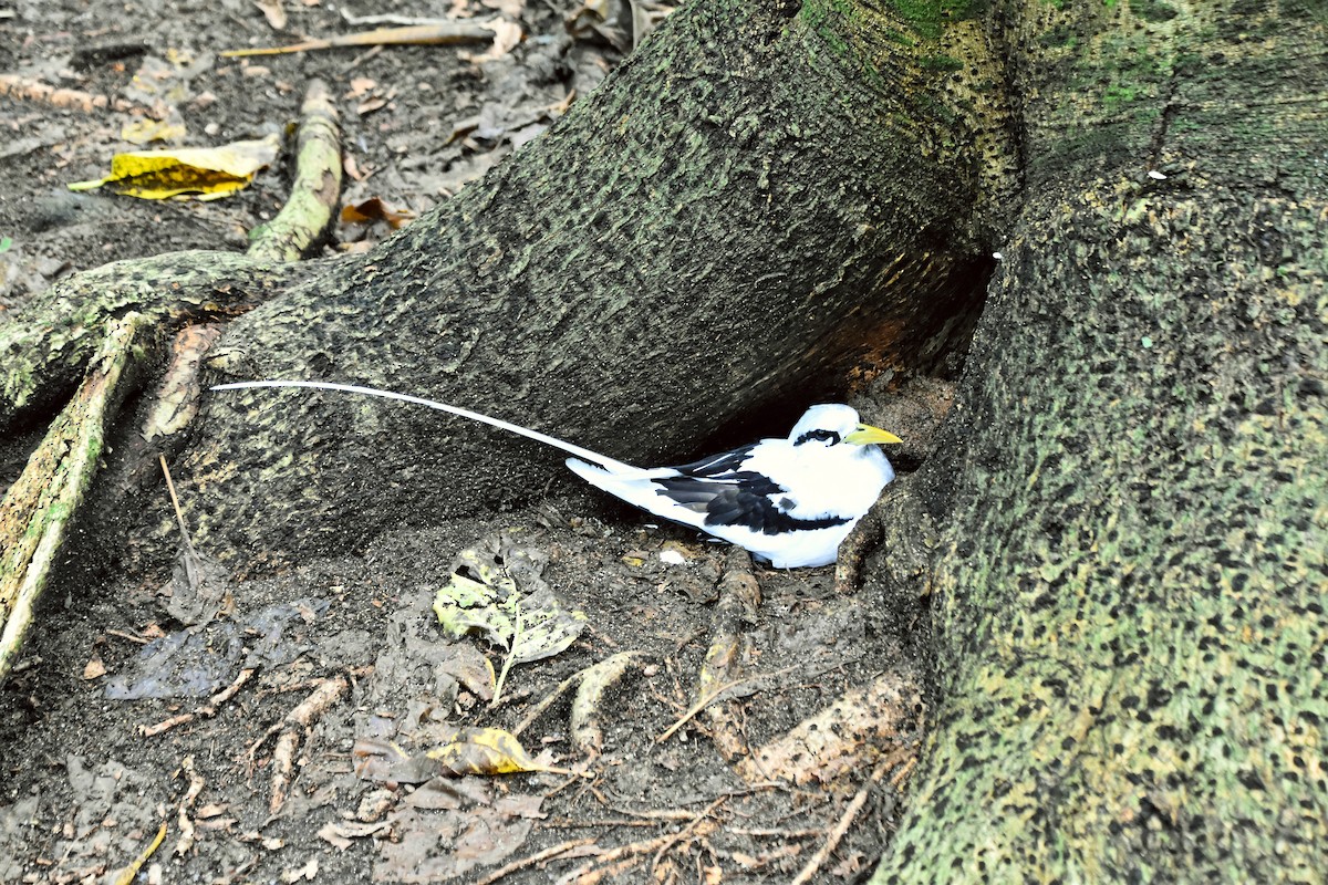 White-tailed Tropicbird - ML621428549