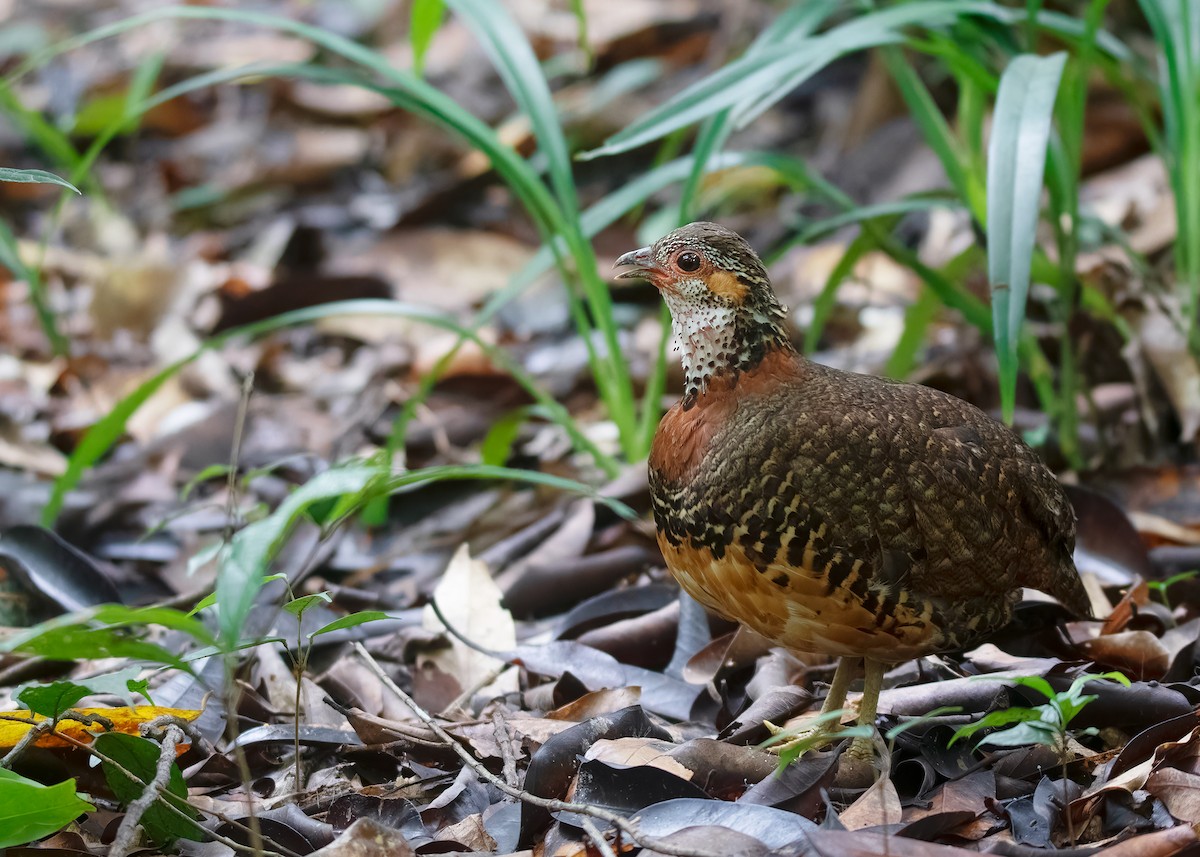 Chestnut-necklaced Partridge - ML621428550