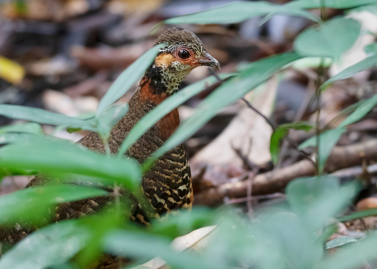 Chestnut-necklaced Partridge - ML621428551