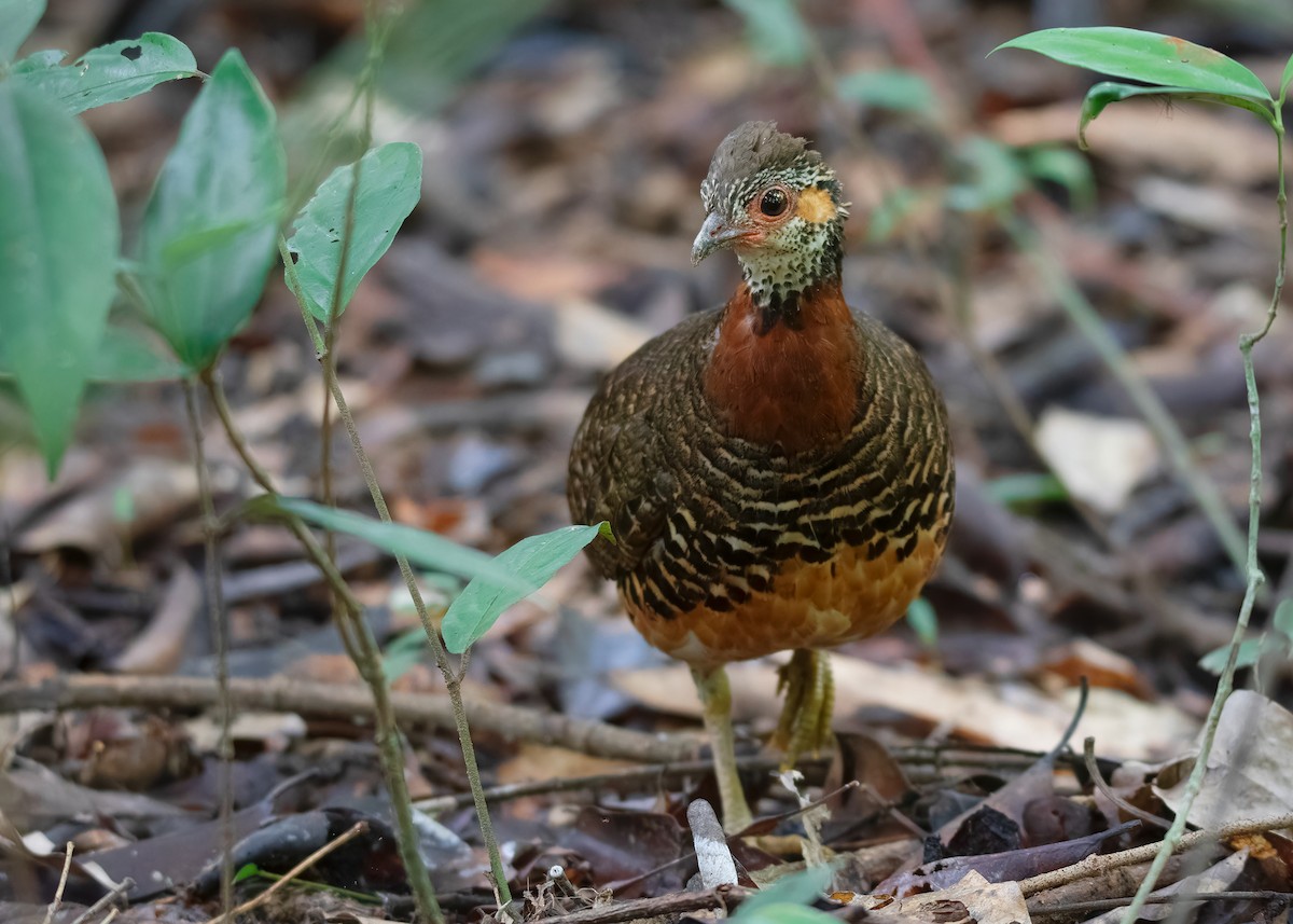 Chestnut-necklaced Partridge - ML621428552