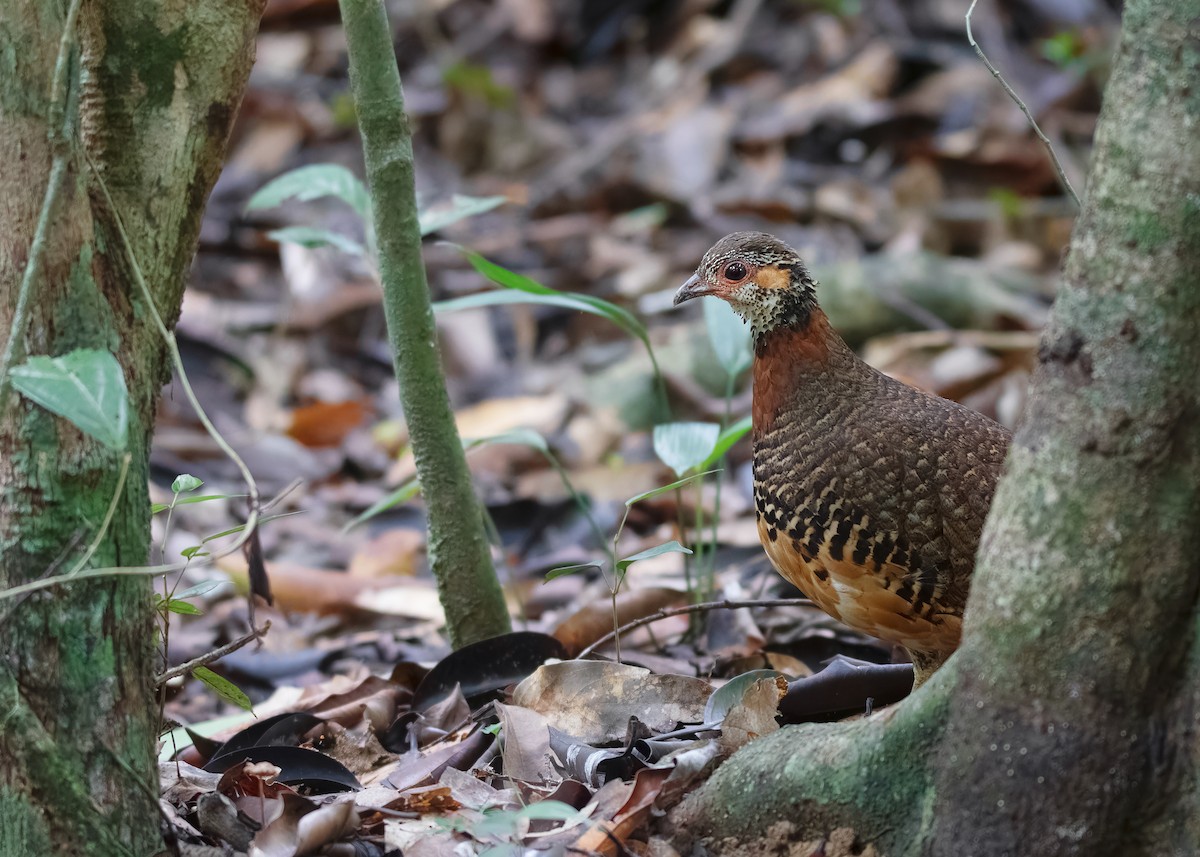 Chestnut-necklaced Partridge - ML621428553