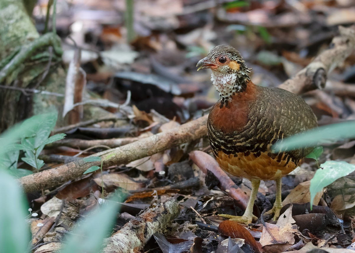 Chestnut-necklaced Partridge - ML621428554