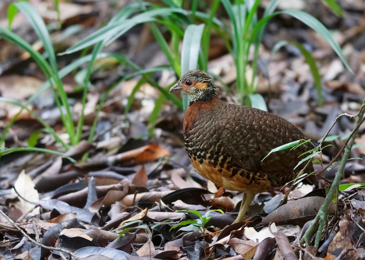 Chestnut-necklaced Partridge - ML621428555