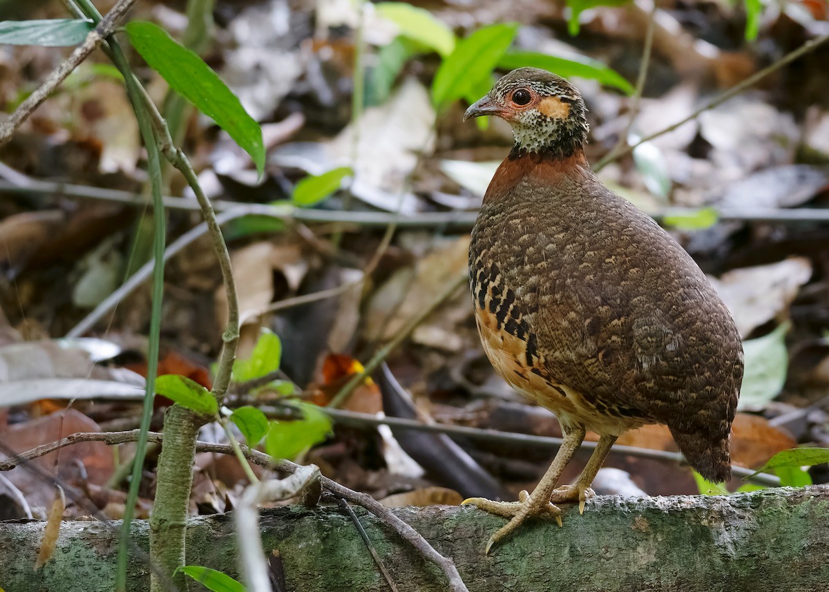 Chestnut-necklaced Partridge - ML621428556