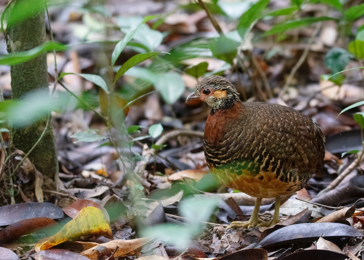 Chestnut-necklaced Partridge - ML621428557