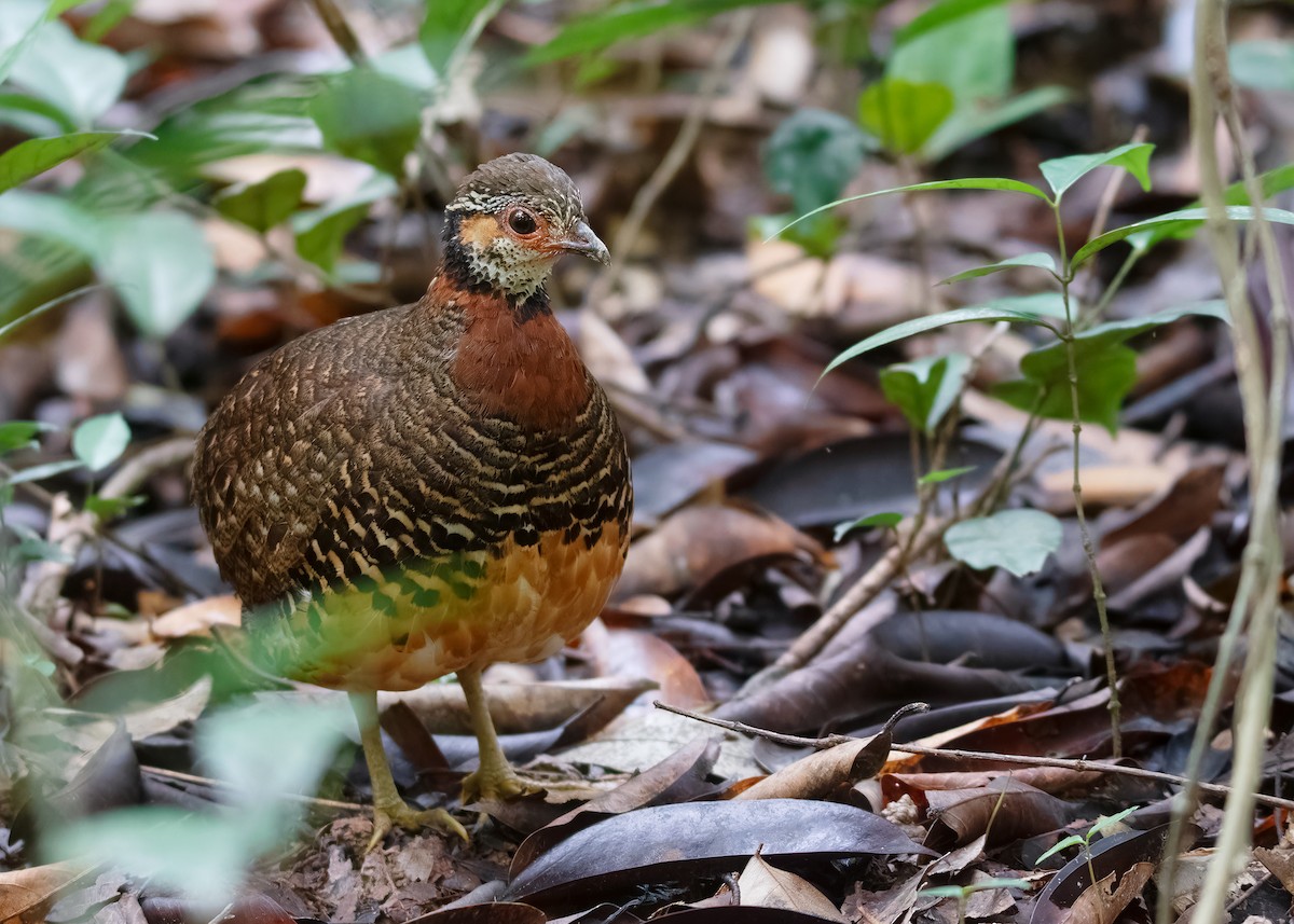 Chestnut-necklaced Partridge - ML621428558