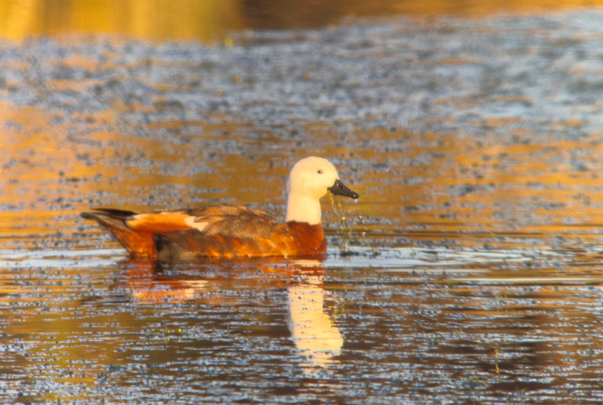 Paradise Shelduck - ML621428576