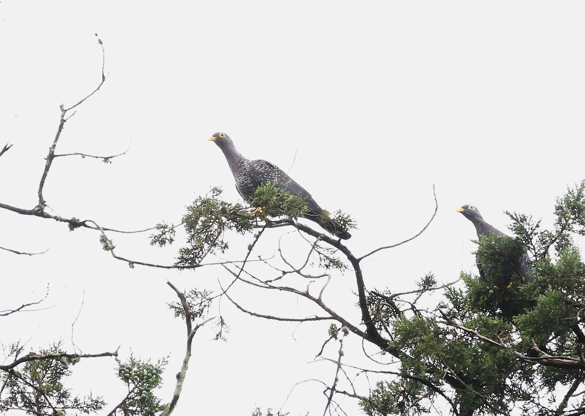 Rameron Pigeon - ML621428577