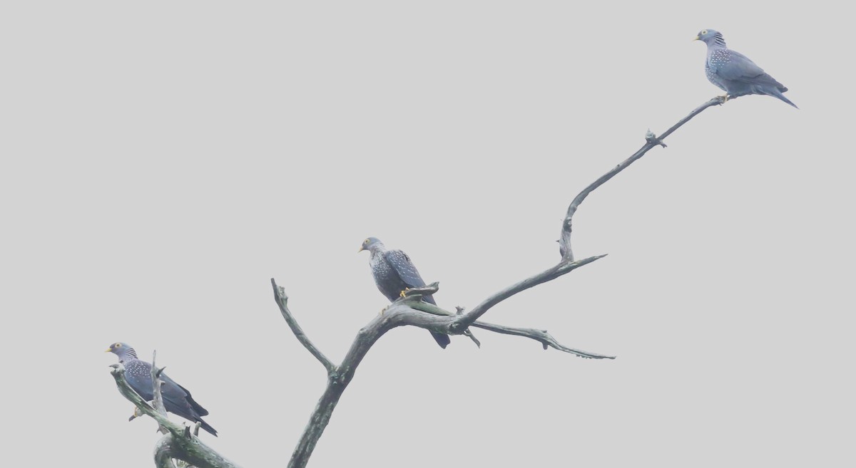 Rameron Pigeon - ML621428578