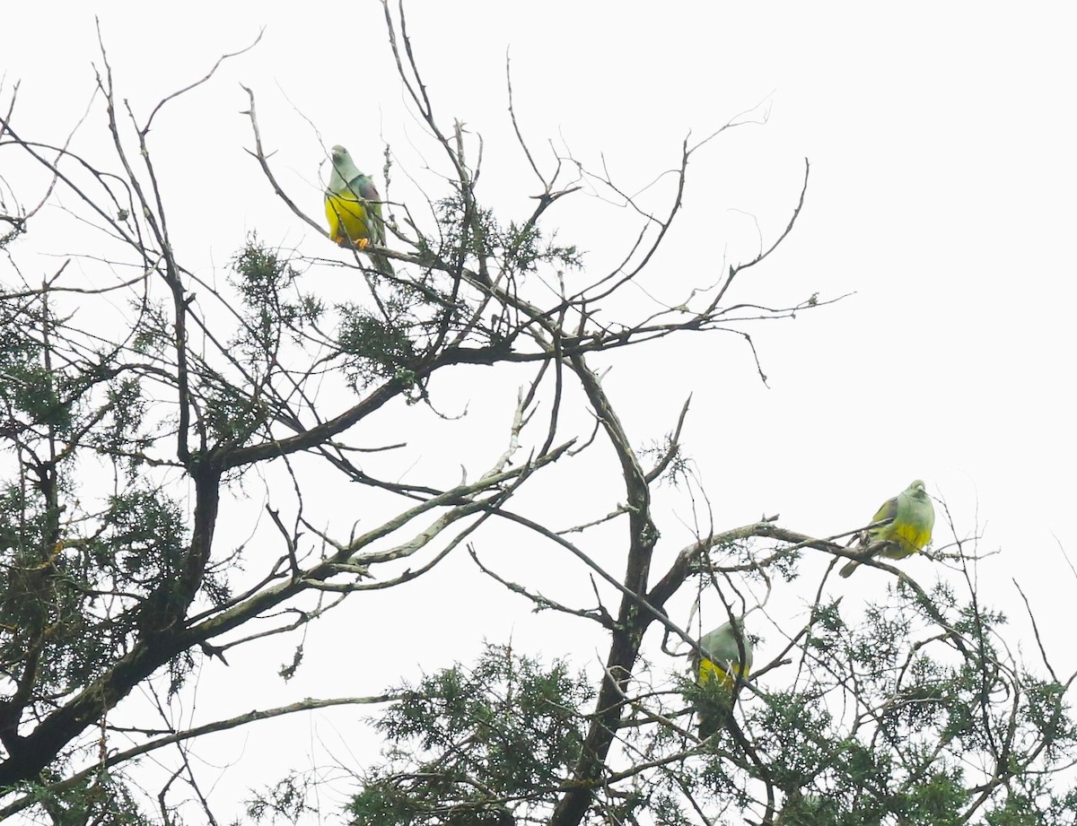 Bruce's Green-Pigeon - ML621428593