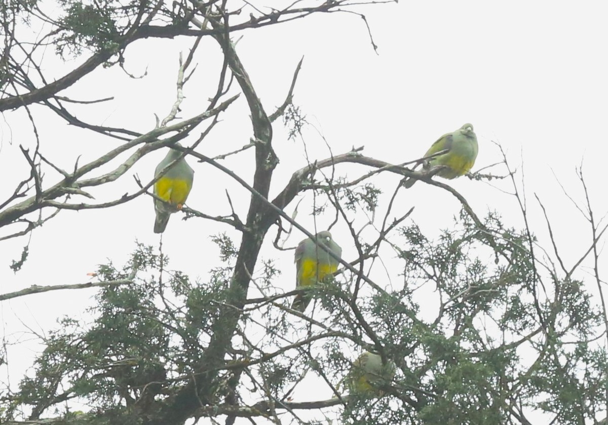 Bruce's Green-Pigeon - ML621428594