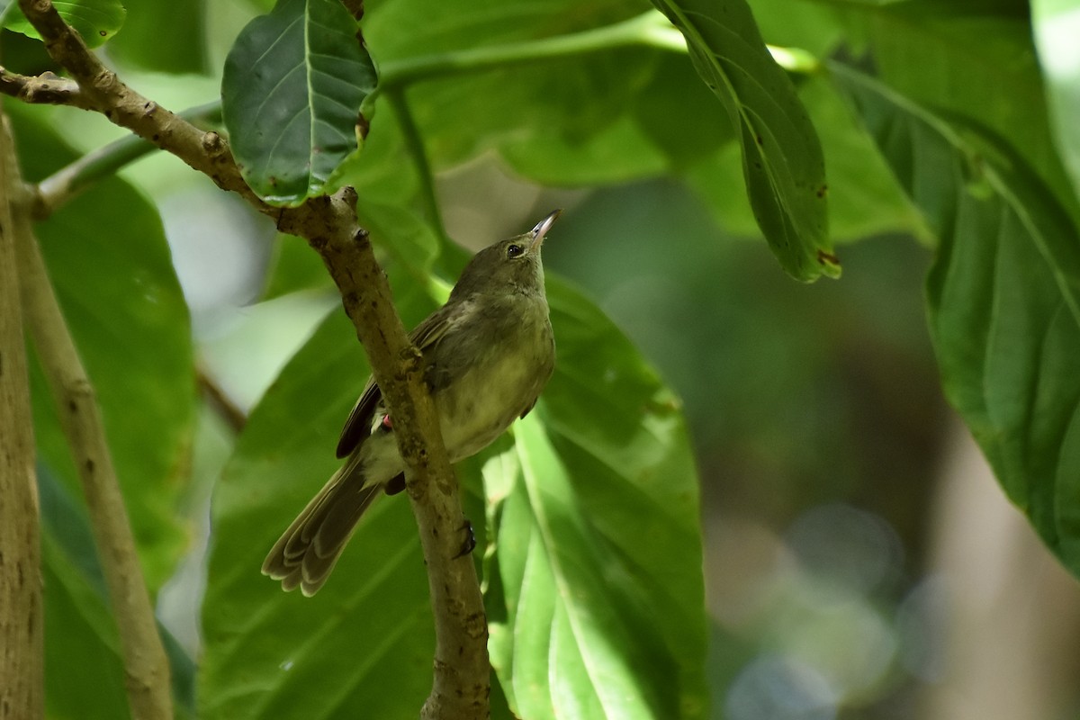 Seychelles Warbler - ML621428598