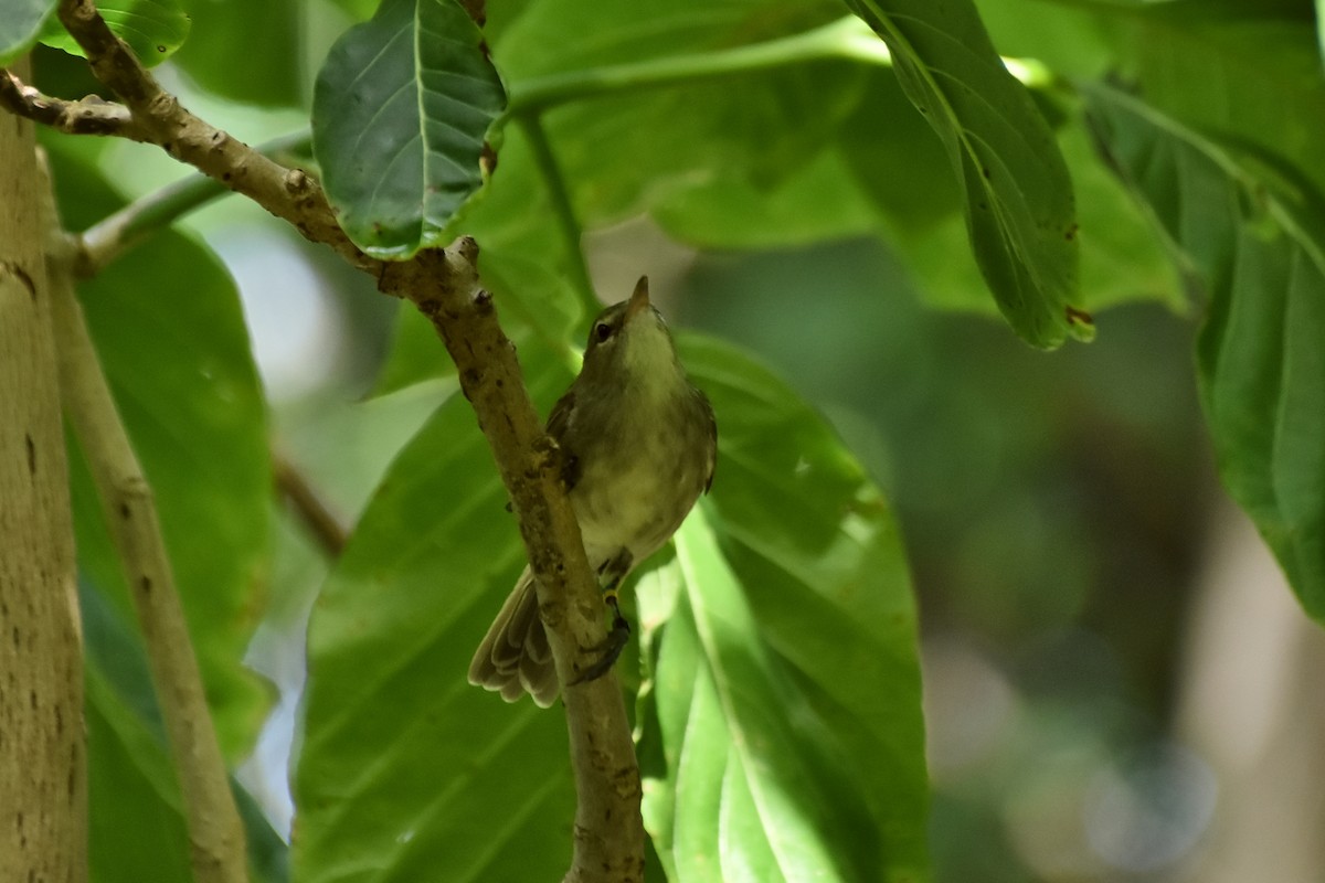 Seychelles Warbler - ML621428599