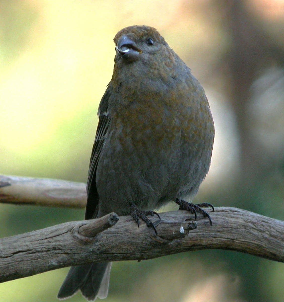 Pine Grosbeak (Eurasian) - ML621428609