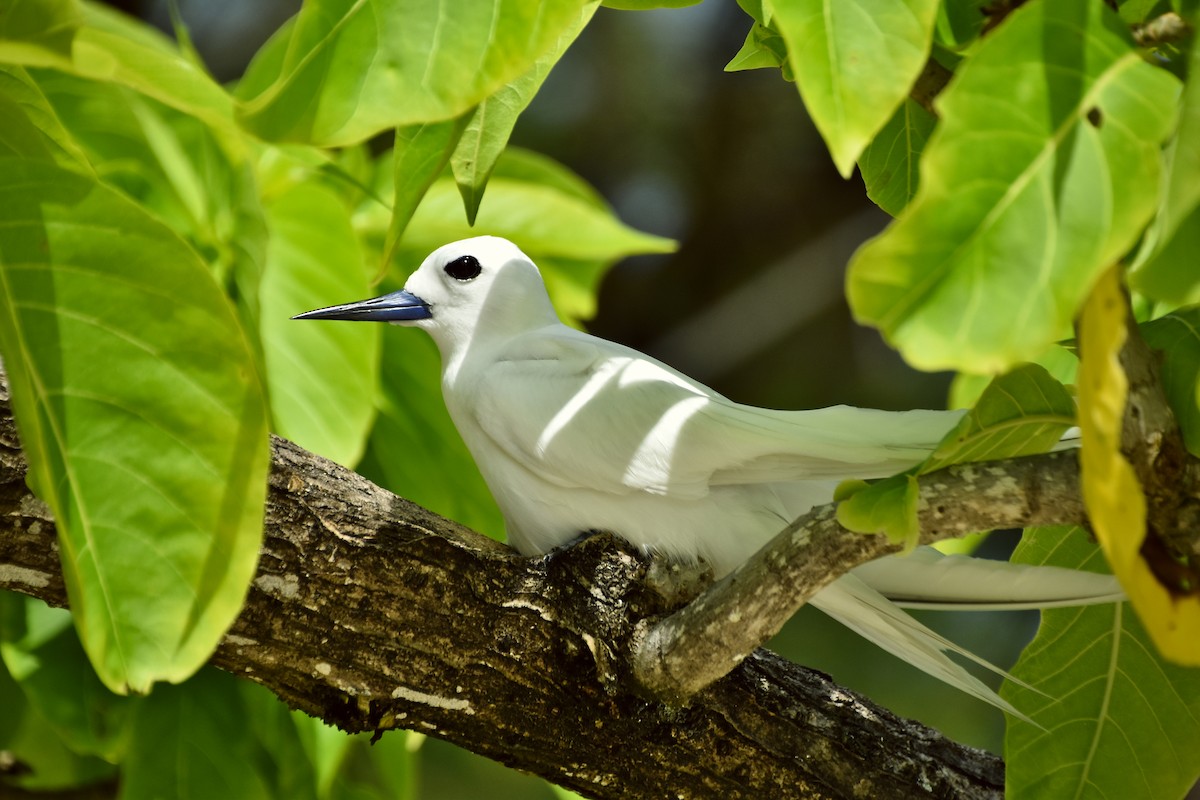 White Tern - Jan-Uwe Schmidt