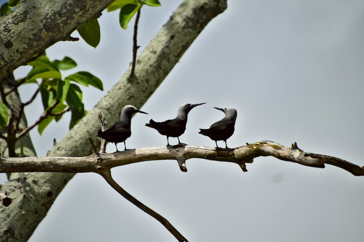 Lesser Noddy - ML621428646