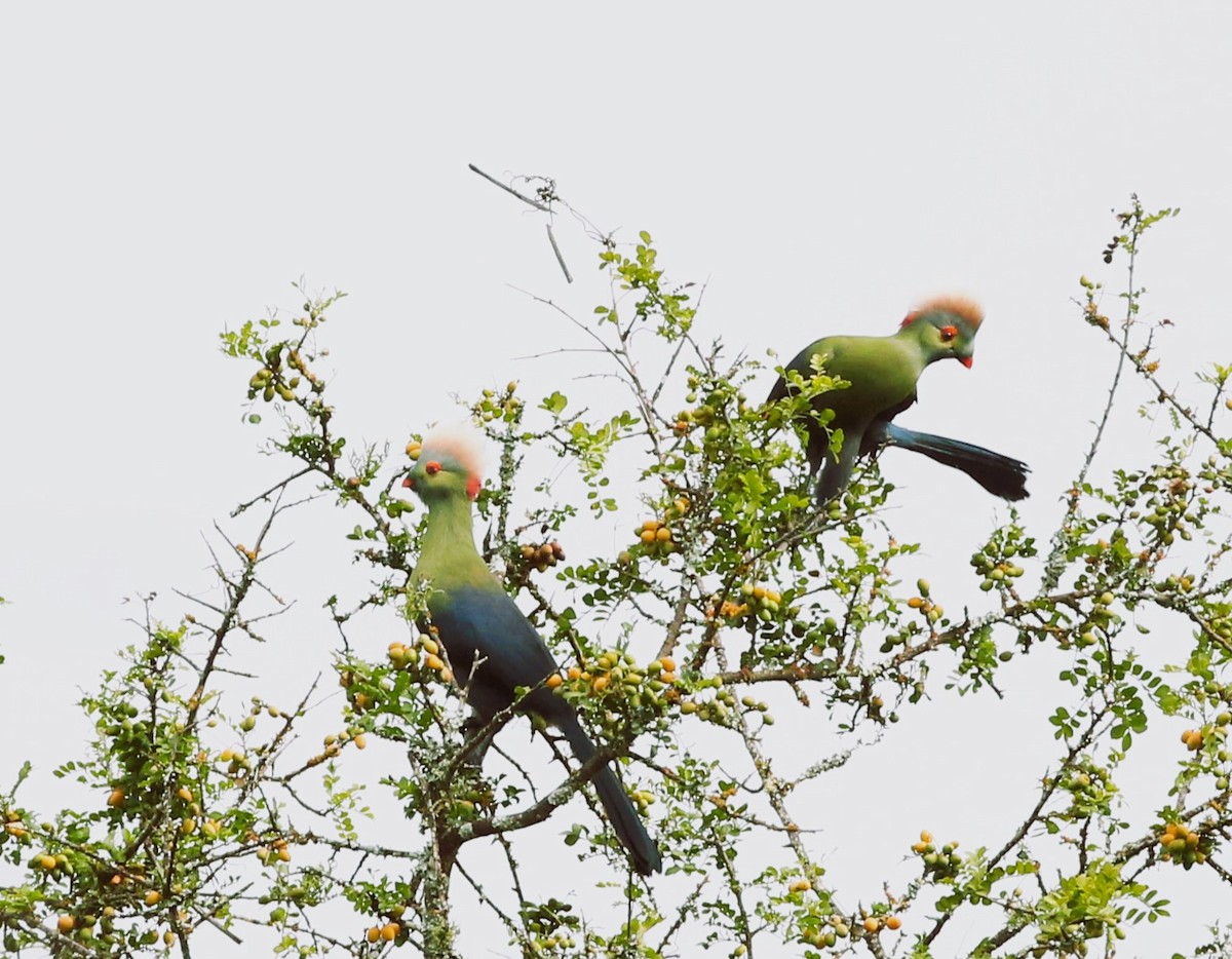 Prince Ruspoli's Turaco - ML621428660