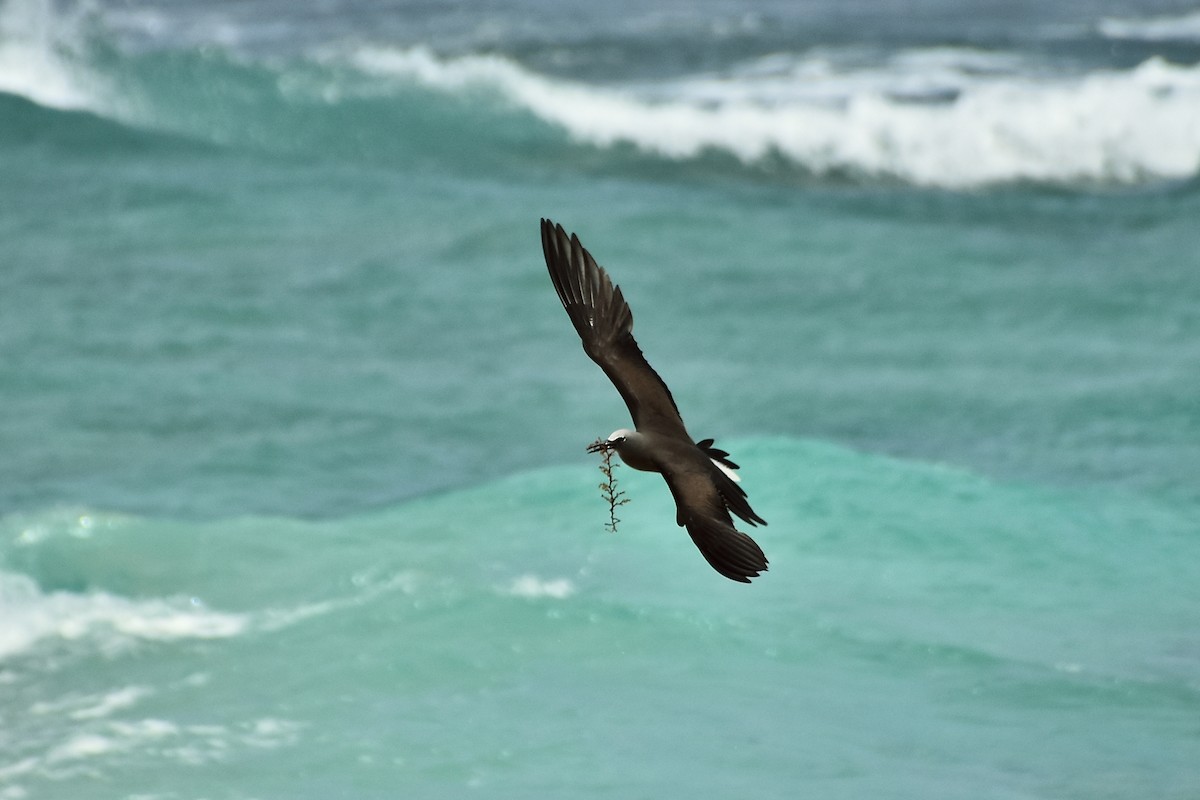 Brown Noddy - ML621428682