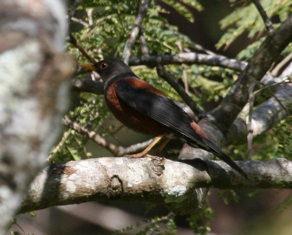 Chestnut Thrush - ML621428684