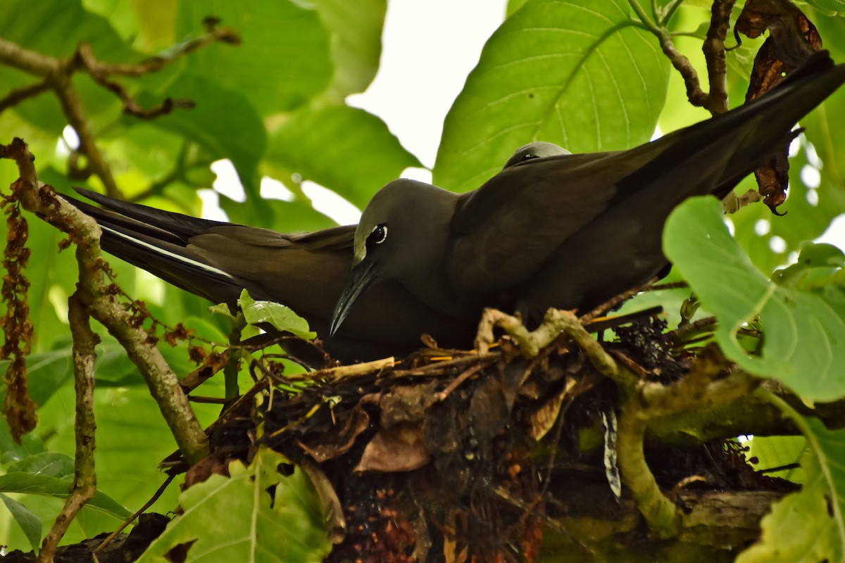 Brown Noddy - ML621428700