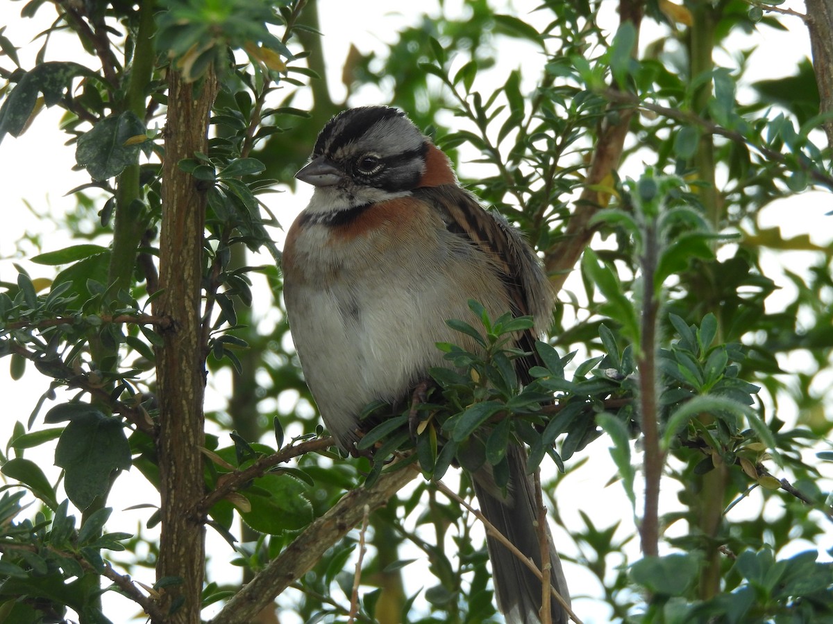 Rufous-collared Sparrow - ML621428717