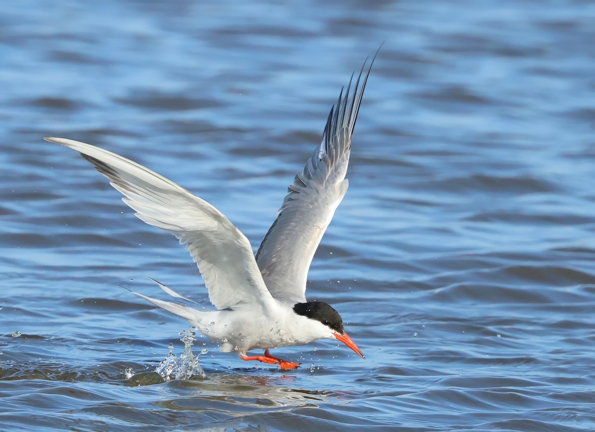 Common Tern - Albert Noorlander