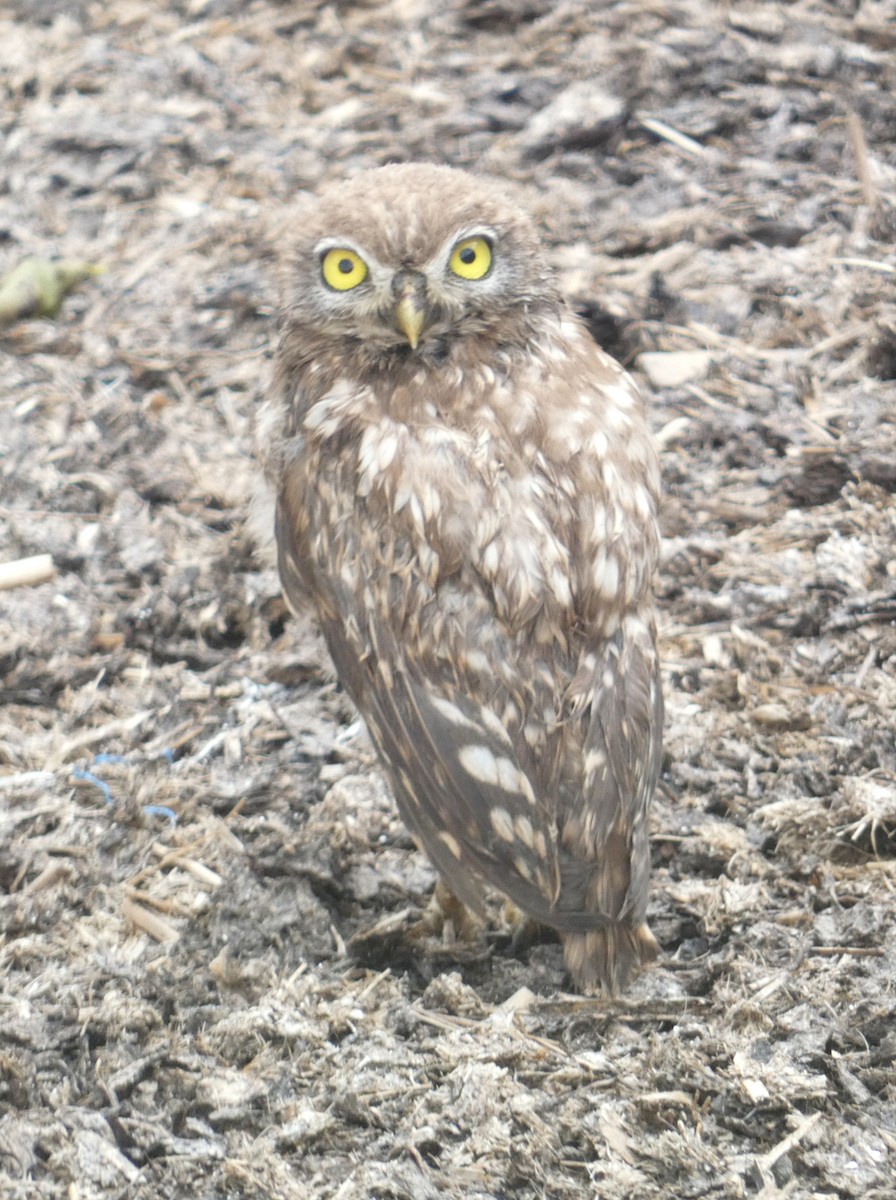 Little Owl - ML621428867