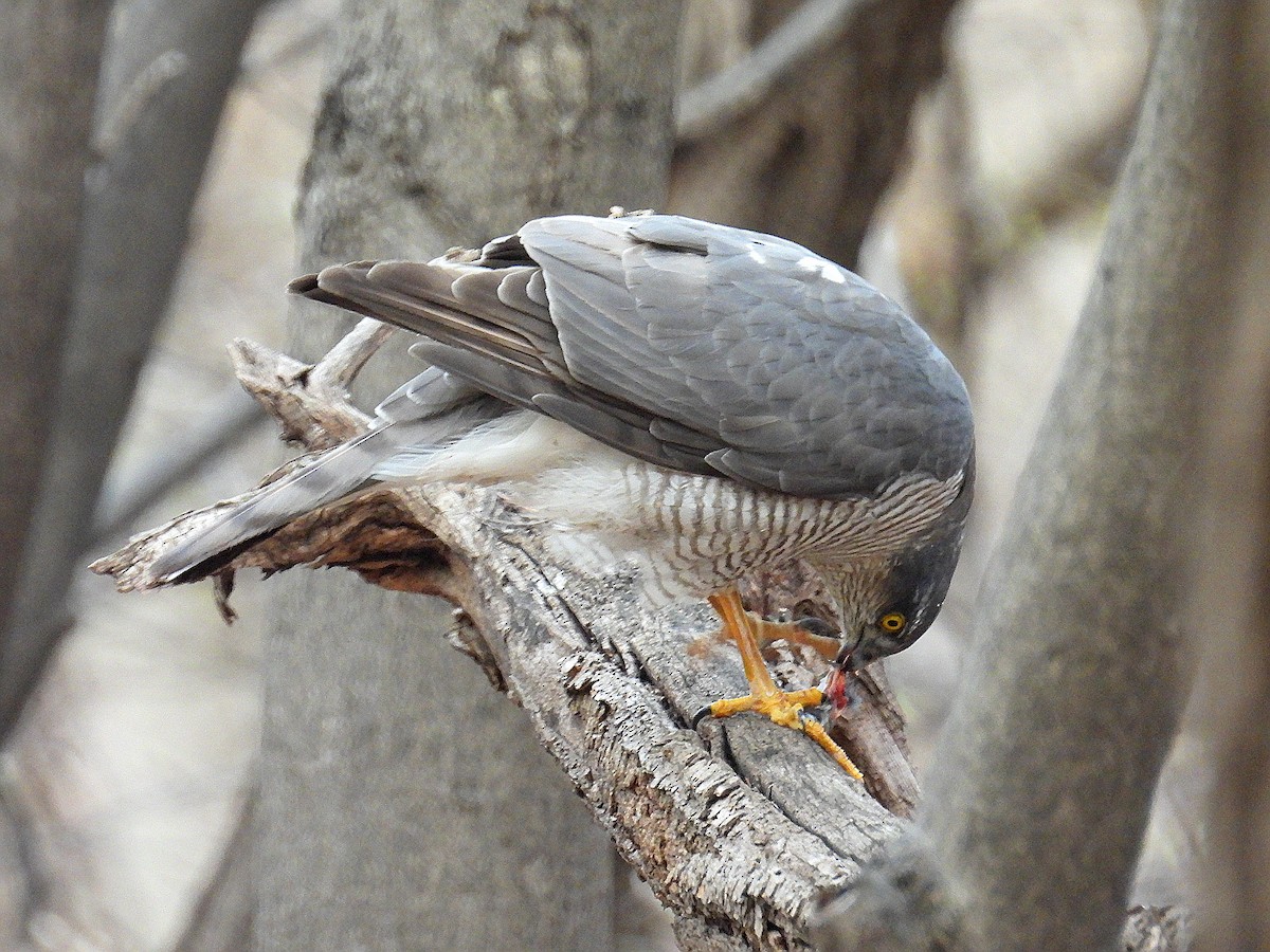 Eurasian Sparrowhawk - Hogun Cho