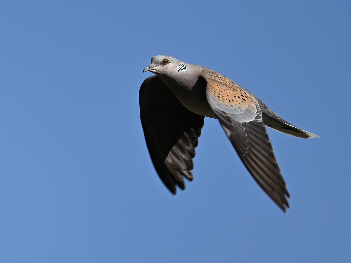 European Turtle-Dove - peng su