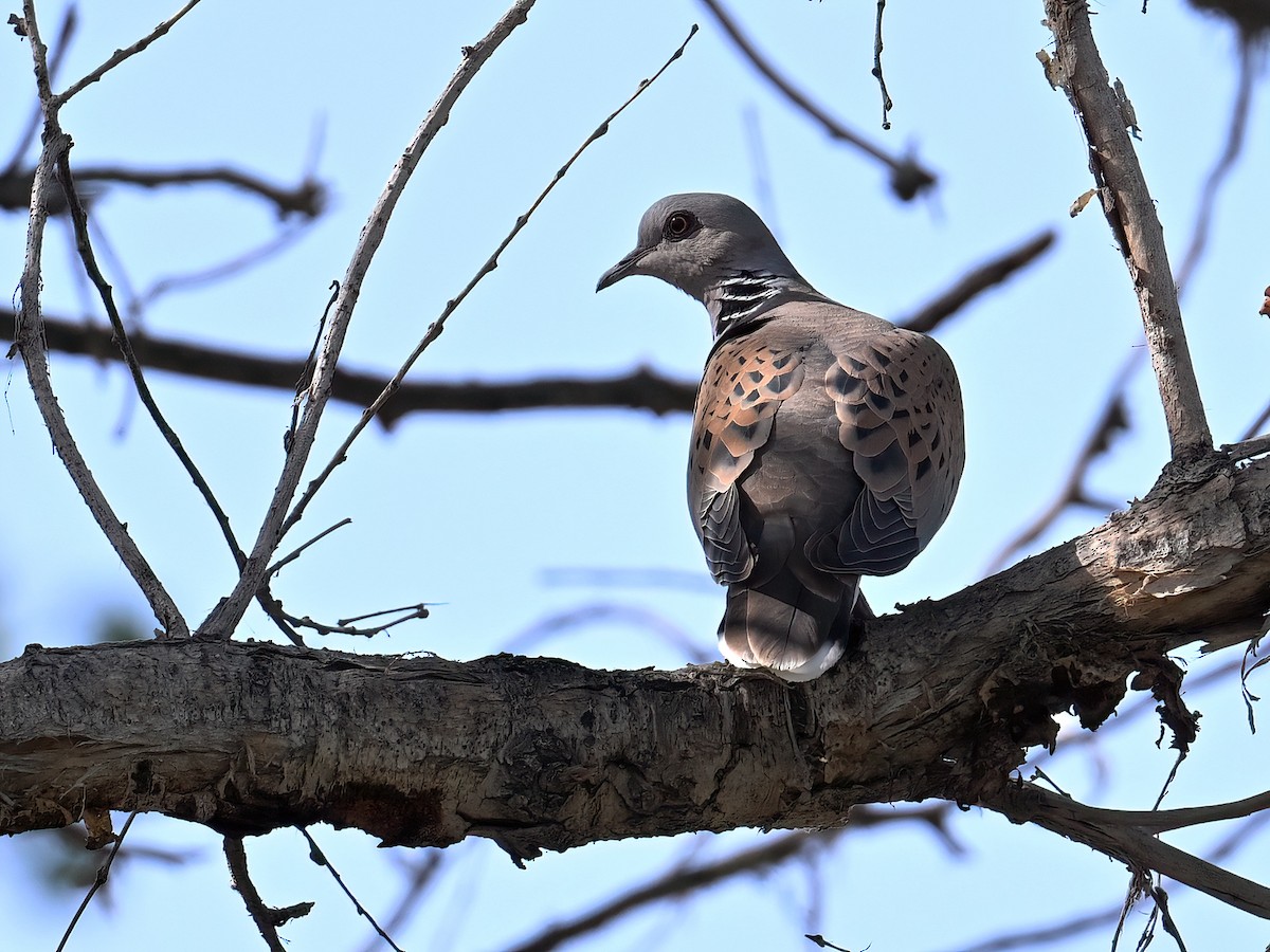 European Turtle-Dove - ML621428994