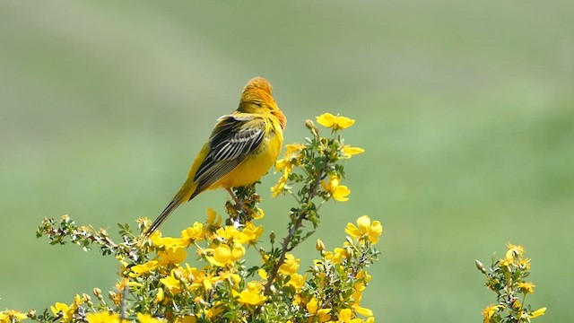 Red-headed Bunting - ML621428995