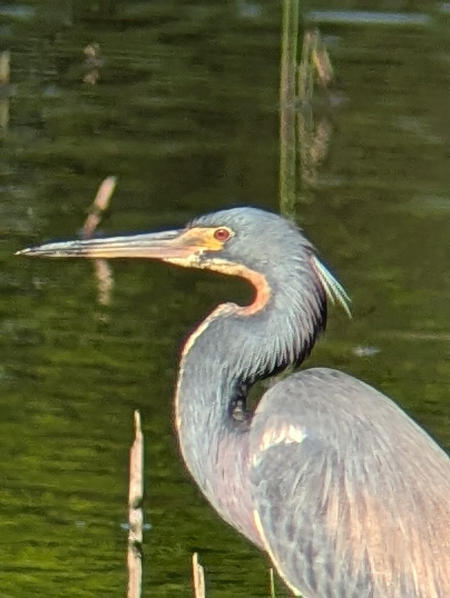 Tricolored Heron - Phil Mills