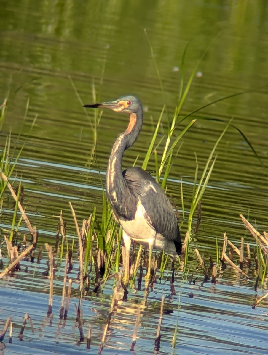 Tricolored Heron - Phil Mills