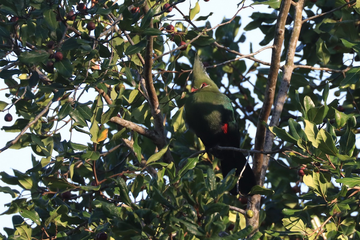 Touraco de Livingstone - ML621429062